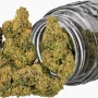 Насіння конопель Laughing Buddha від Barney's Farm